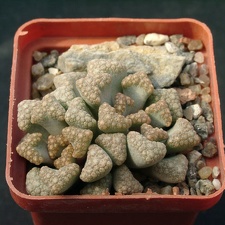 Titanopsis hugo-schlechteri