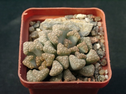 Titanopsis hugo-schlechteri