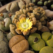 Titanopsis hugo-schlechteri 001