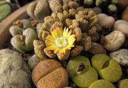 Titanopsis hugo-schlechteri 001