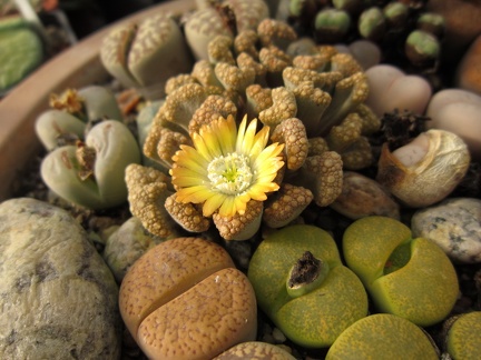 Titanopsis hugo-schlechteri 001