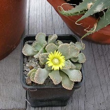 titanopsis calcarea FG Vl Tkachenko Vilkovo