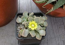 titanopsis calcarea FG Vl Tkachenko Vilkovo