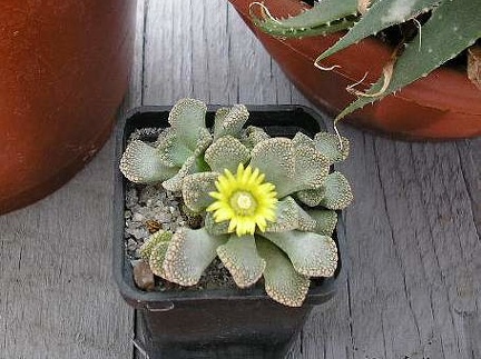titanopsis calcarea FG Vl Tkachenko Vilkovo