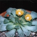 Titanopsis fulleri