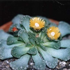 Titanopsis fulleri