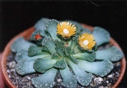 Titanopsis fulleri