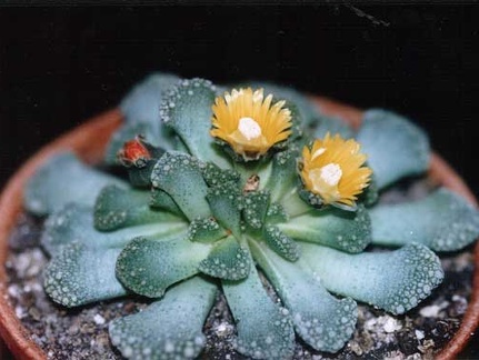 Titanopsis fulleri
