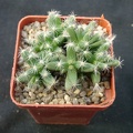 Trichodiadema densum