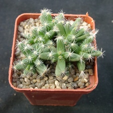 Trichodiadema densum