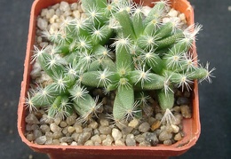 Trichodiadema densum