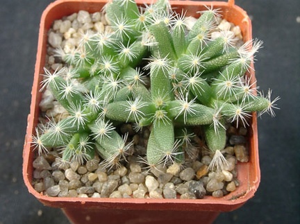 Trichodiadema densum