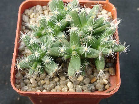 Trichodiadema densum