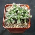 Trichodiadema_densum.jpg