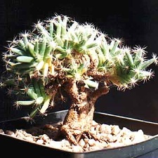 Trichodiadema densum