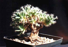 Trichodiadema densum