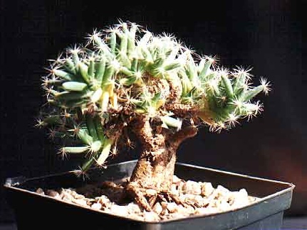 Trichodiadema densum
