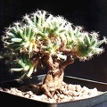 Trichodiadema_densum2.jpg