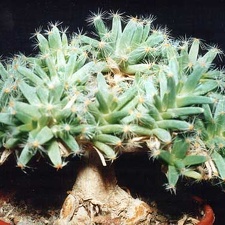 Trichodiadema densum