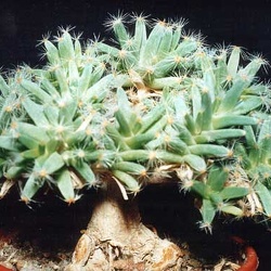 Інші сукуленти