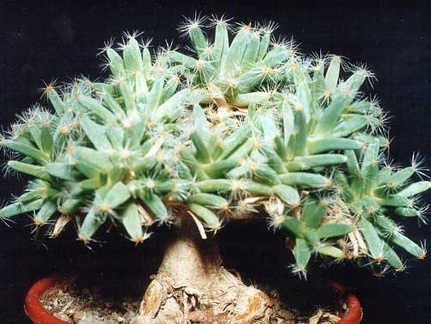 Trichodiadema densum