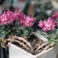 Trichodiadema densum