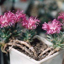 Trichodiadema densum