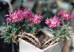 Trichodiadema densum