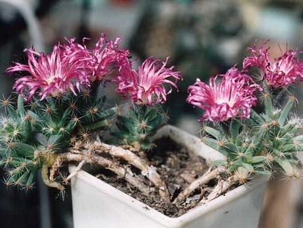 Trichodiadema densum