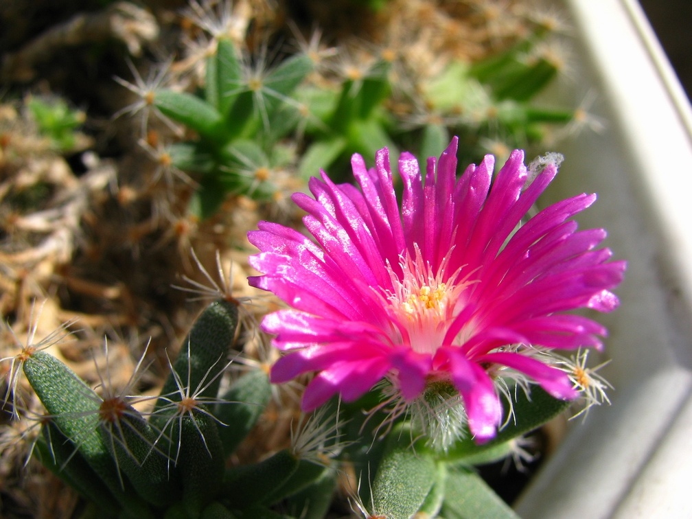 Trichodiadema densum 001