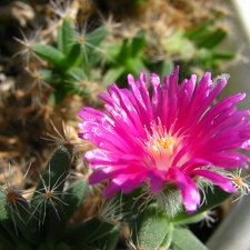 Trichodiadema densum 001