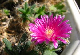 Trichodiadema densum 001