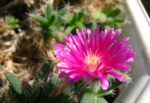 Trichodiadema densum 001 (1984 відвідувань) Trichodiadema densum 001