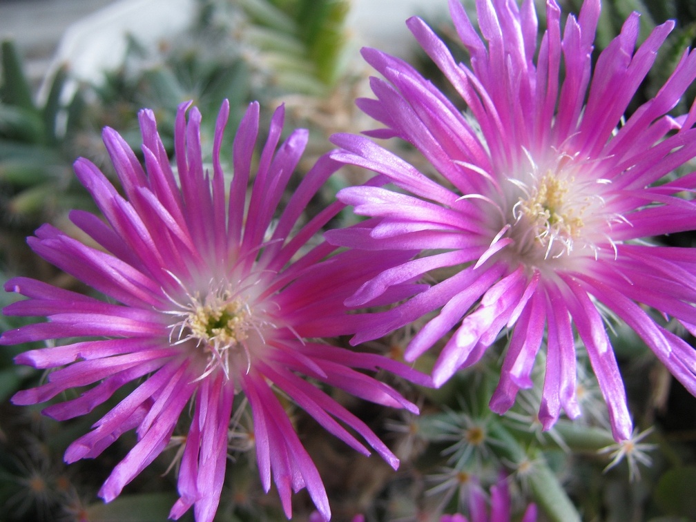 Trichodiadema densum 002
