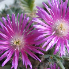 Trichodiadema densum 002