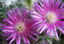 Trichodiadema densum 002