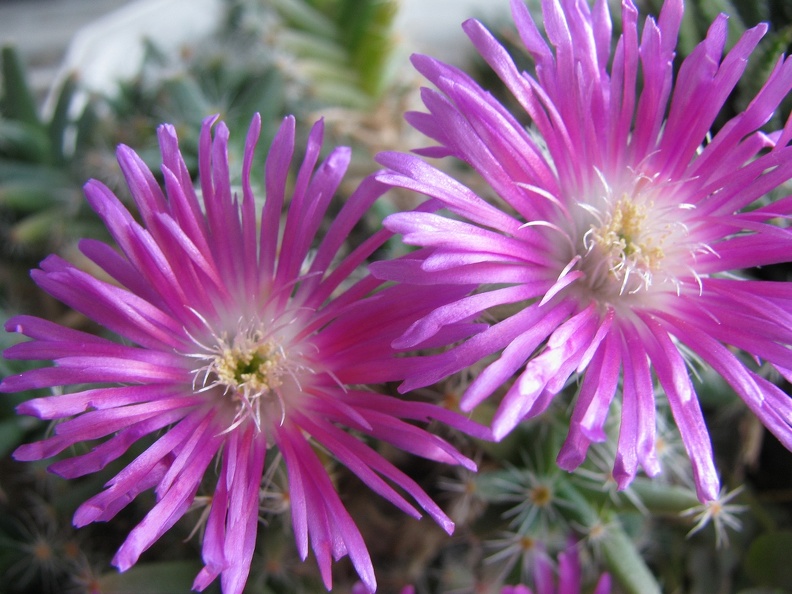 Trichodiadema densum 002