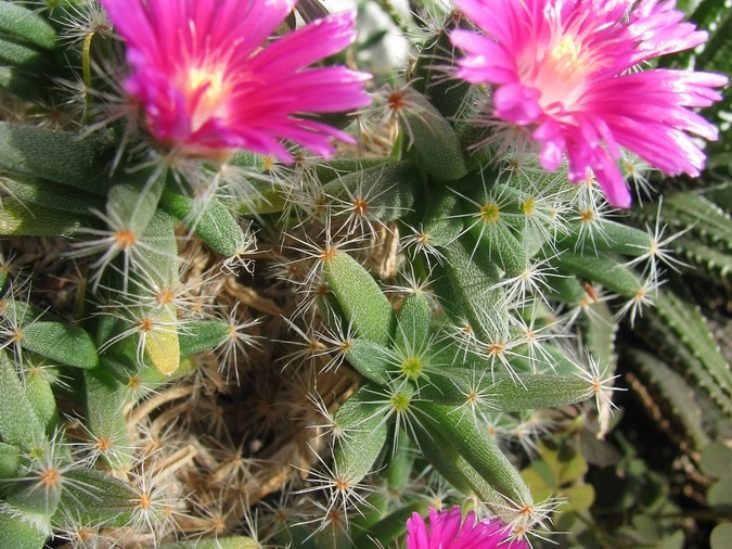 Trichodiadema densum 003