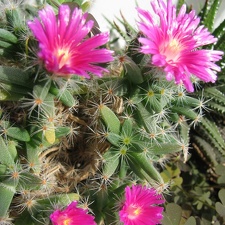 Trichodiadema densum 003