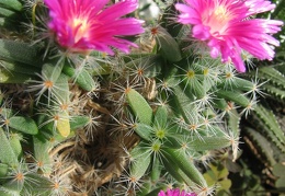 Trichodiadema densum 003