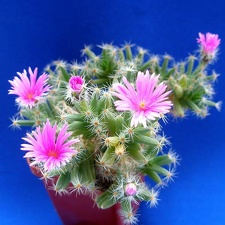 Trichodiaderma densum Lira