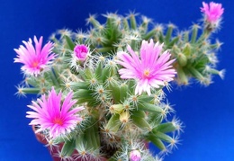 Trichodiaderma densum Lira