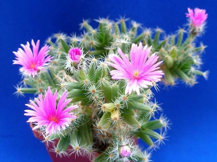 Trichodiaderma densum Lira