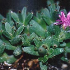 Trichodiadema marlothii