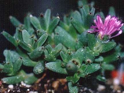 Trichodiadema marlothii