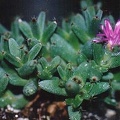 trichodiadema_marlothii.jpg