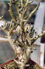 Tylecodon buchholzianus