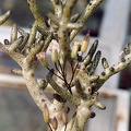 Tylecodon buchholzianus
