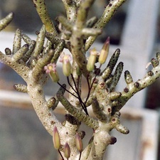 Tylecodon buchholzianus