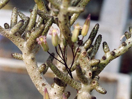 Tylecodon buchholzianus